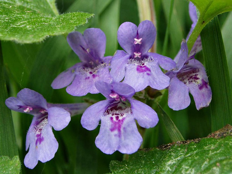 Непета глехома