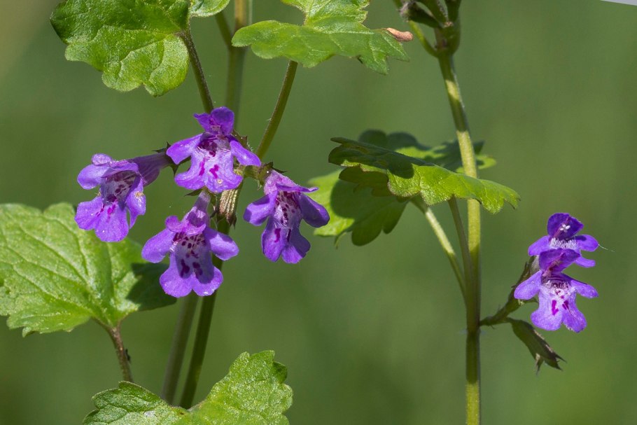 Сорняк будра плющевидная