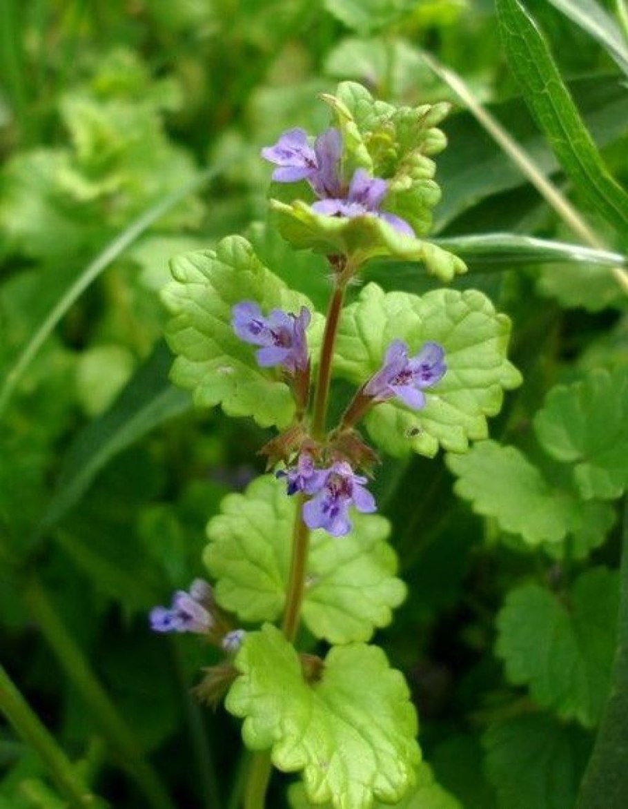 Будра плющевидная цветение
