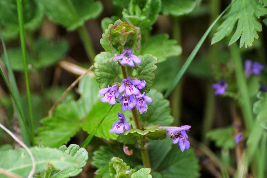 Будра плющевидная