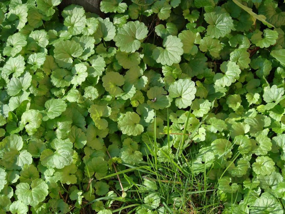 Собачья мята плющевидная