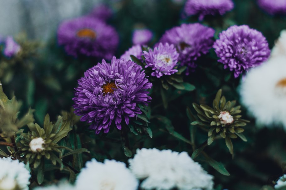 Астра Aster coloradoensis
