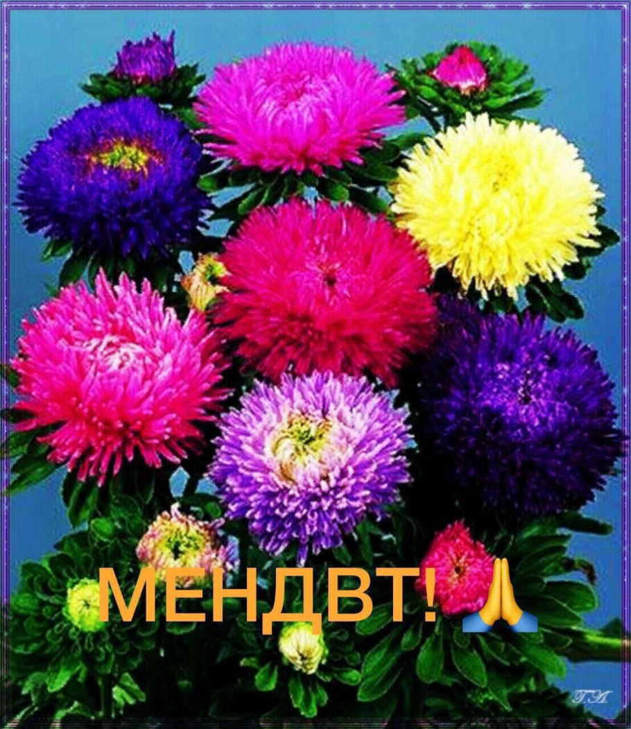 Астра китайская Матадор микс