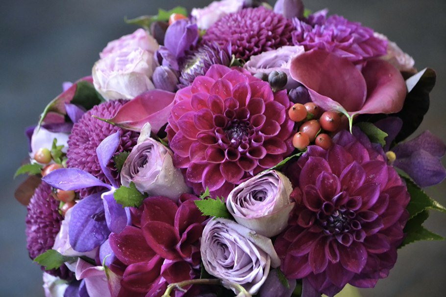 Георгины Purple Bouquet