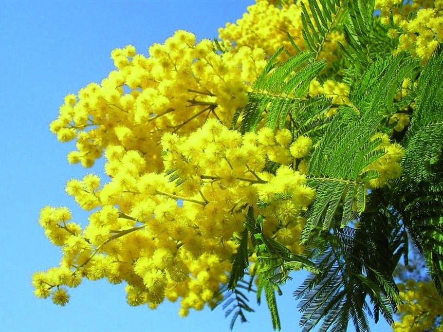 Мимоза кустарник