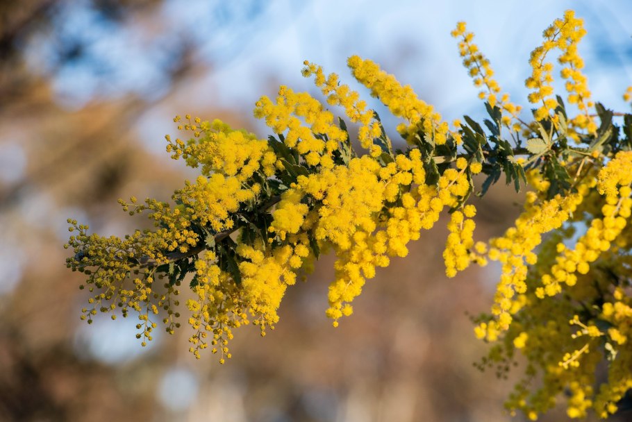 Маньчжурская Мимоза