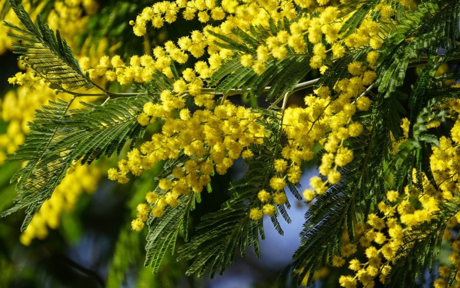 Мимоза цветок