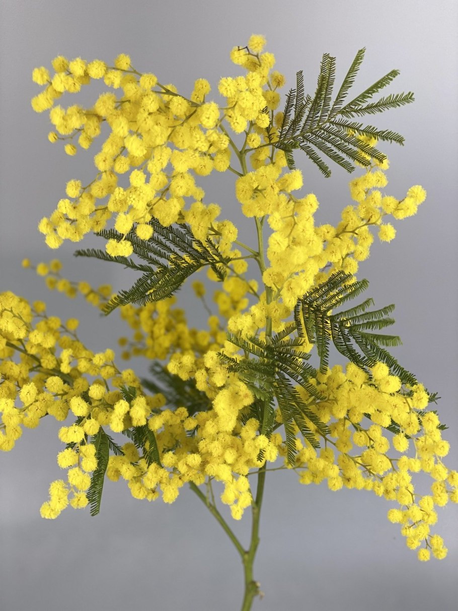 Акация серебристая Мимоза