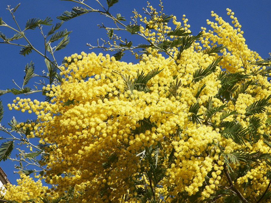 Акация серебристая (Acacia dealbata)