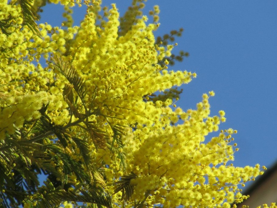 Аргема Мимоза