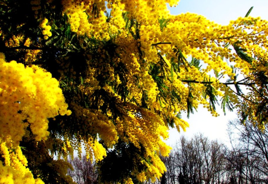 Цветущая Мимоза