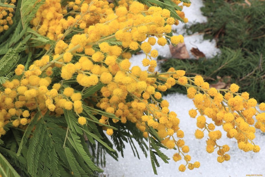 Весенние цветы Мимоза