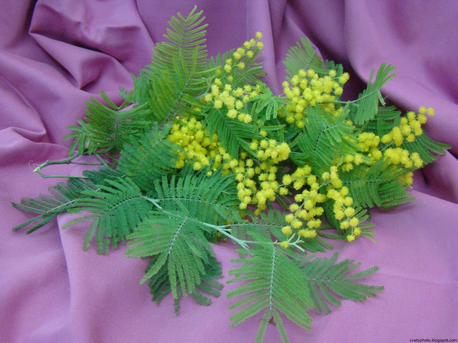 Мимоза ягода