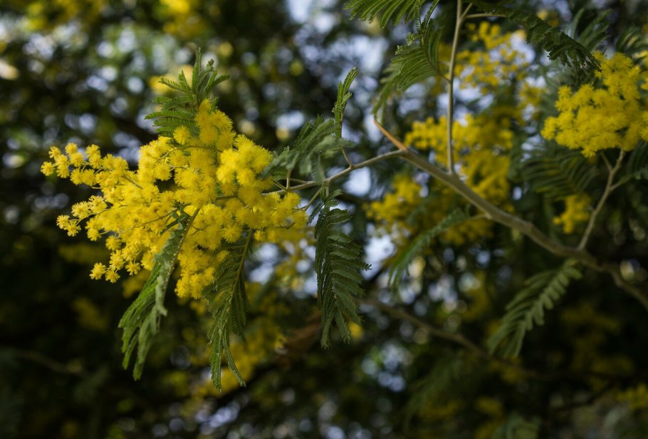 Акация серебристая Мимоза
