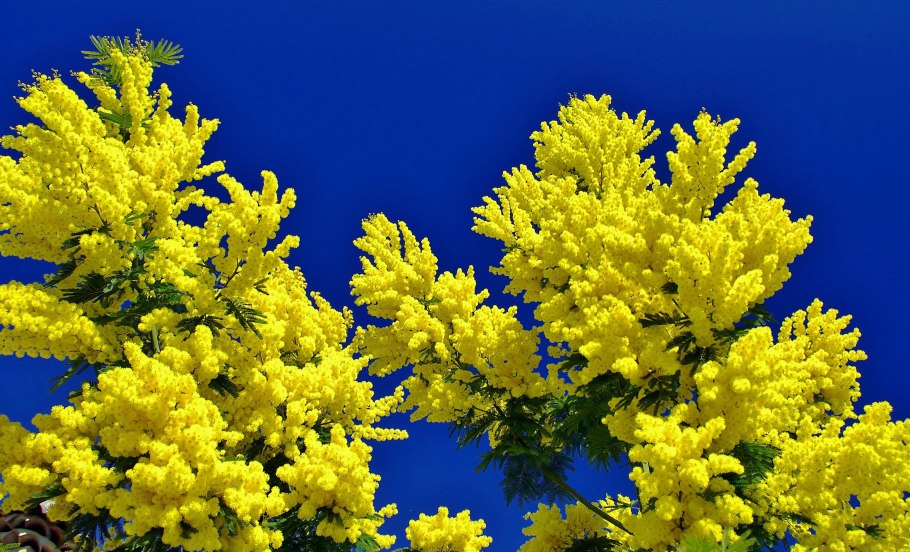 Мимоза в Турции