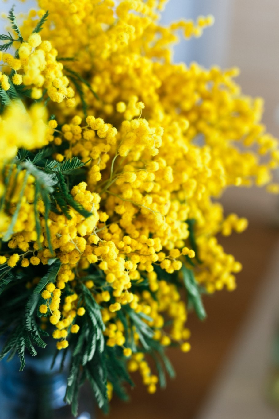 Цветущая Мимоза