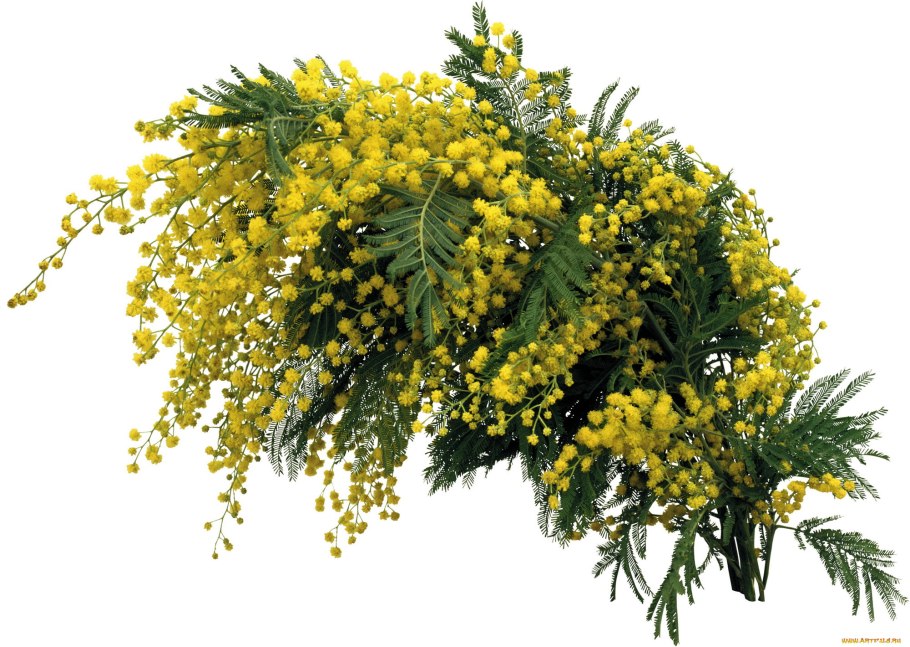 Мимоза цветок