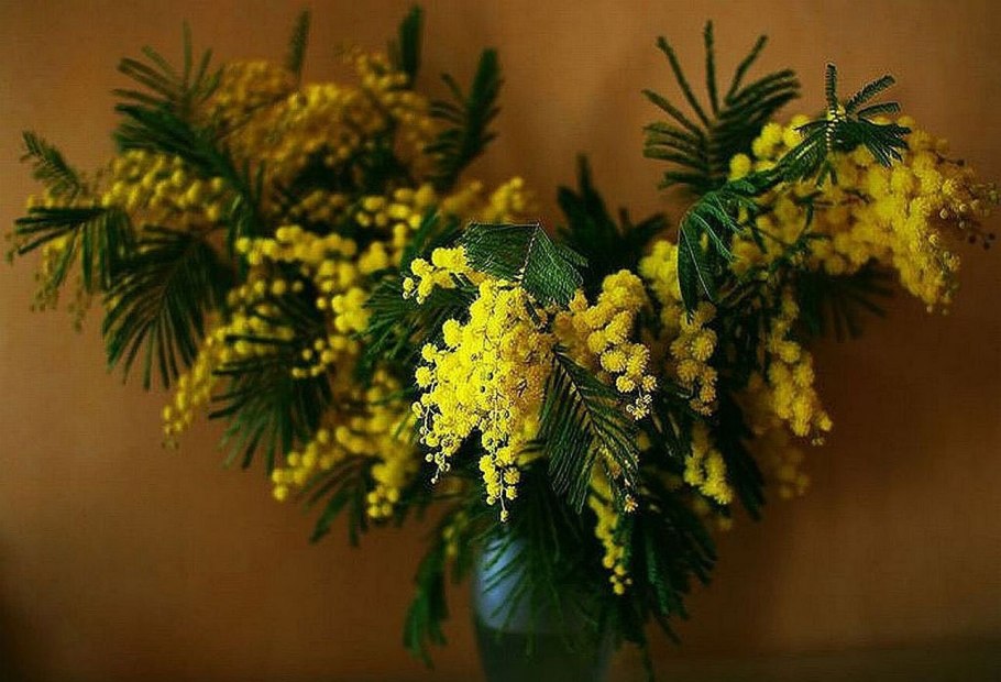 Мимоза в Сибири