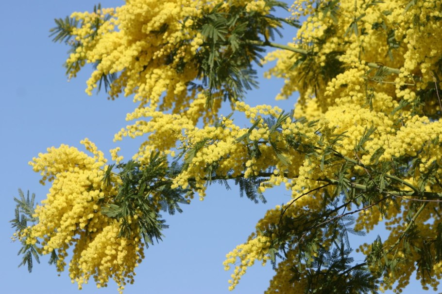 Мимоза дерево