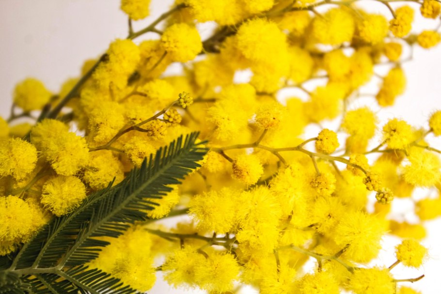 Японская Мимоза