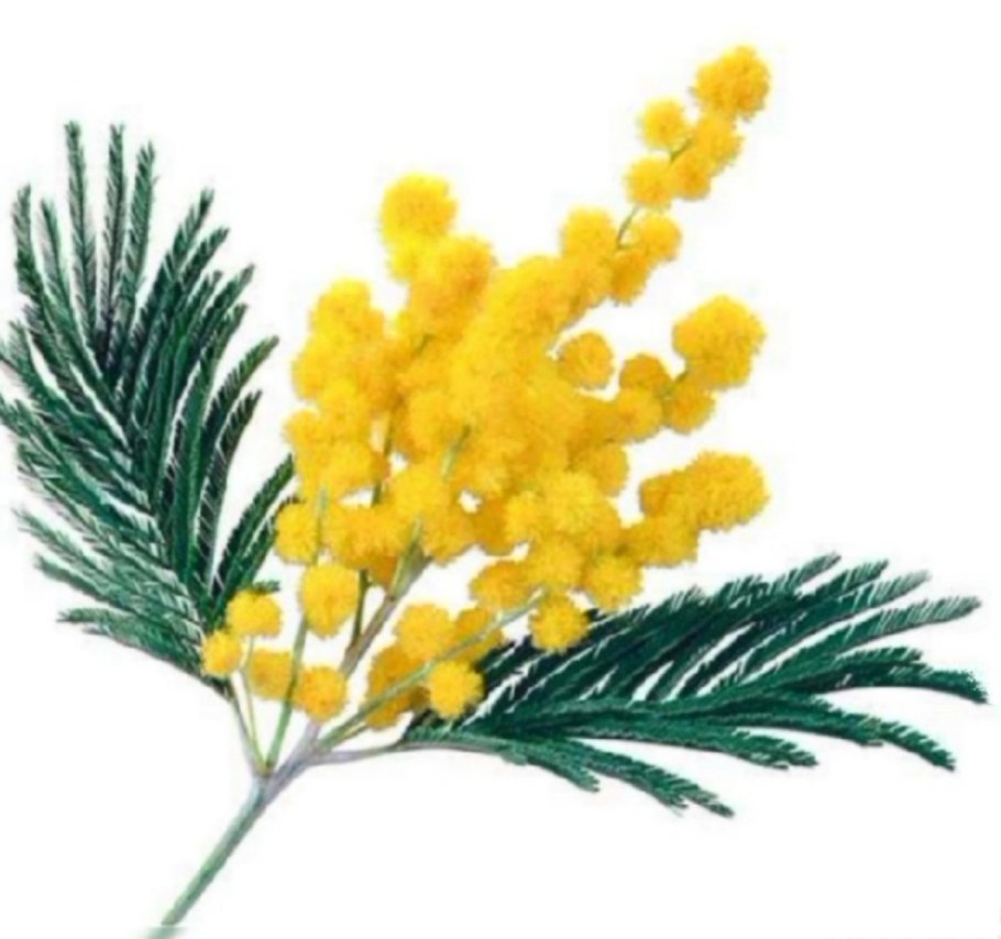 Мимоза белая цветок