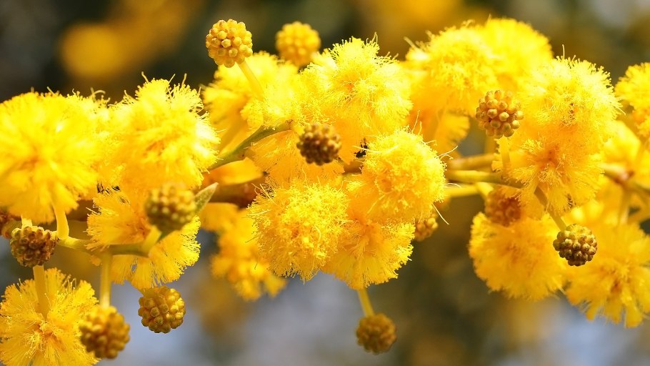 Мимоза цветок