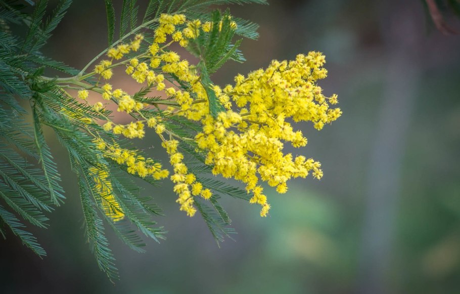 Мимоза растение