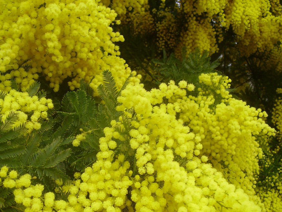 Мимоза синиглия