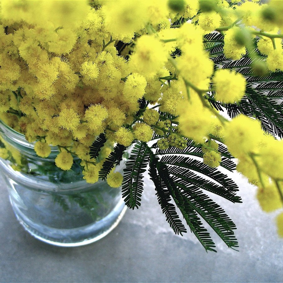 Мимоза Балеяна