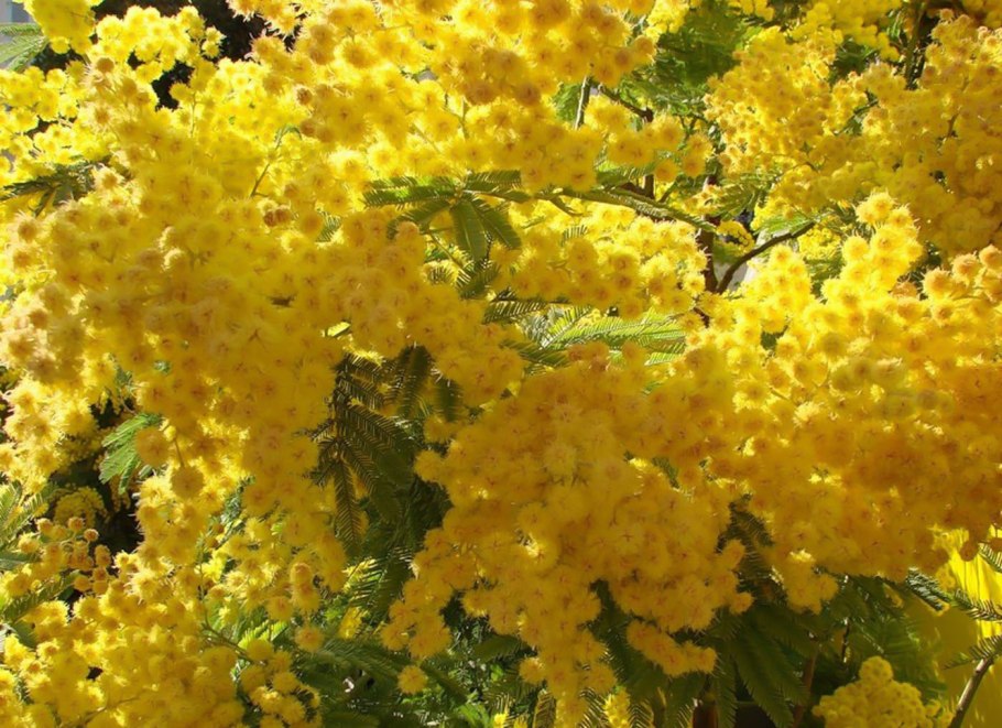 Солнечная Мимоза