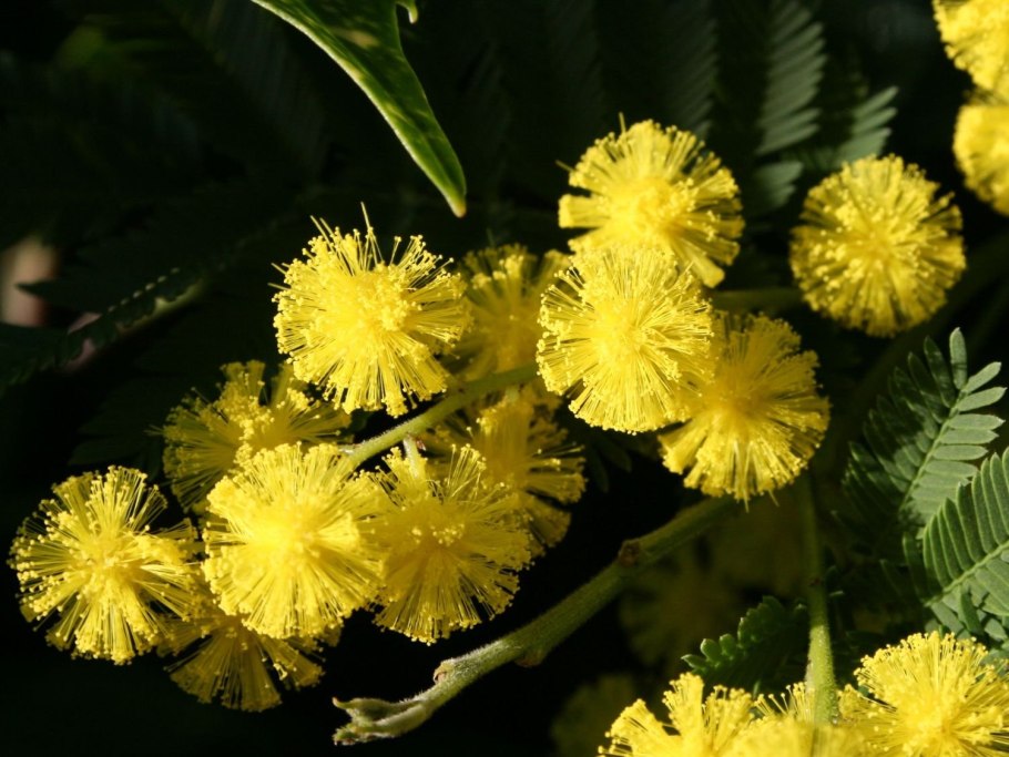 Турецкая Мимоза