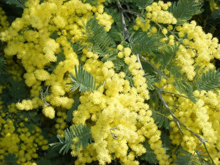 Северная Мимоза цветок