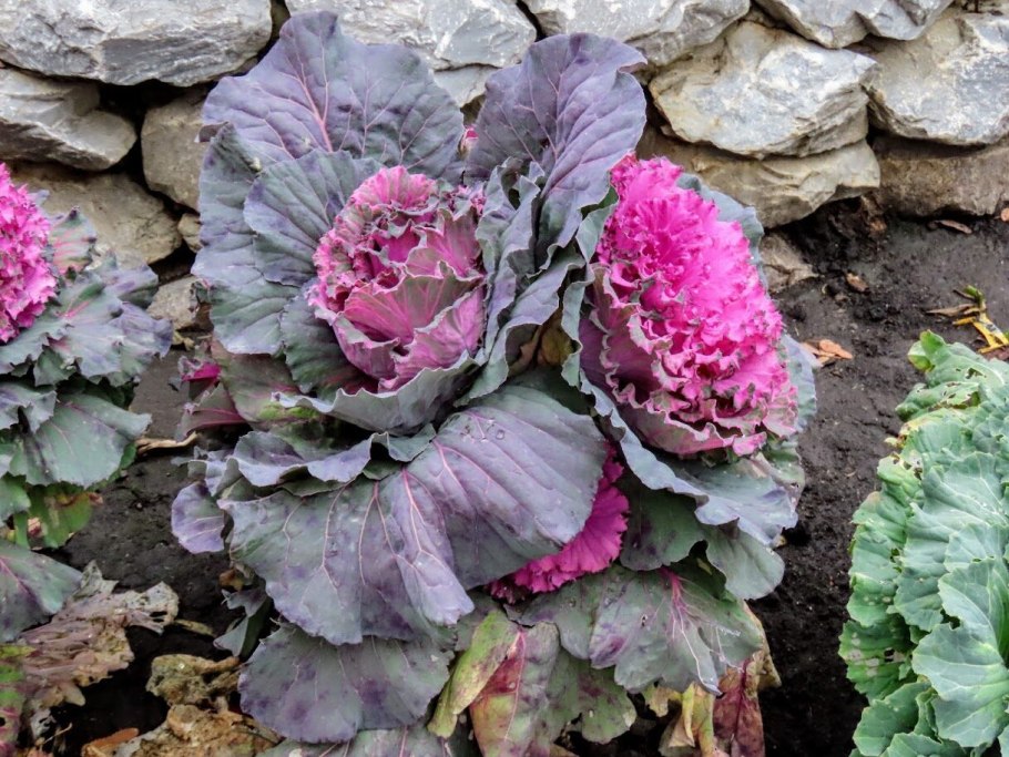 Брассика напус