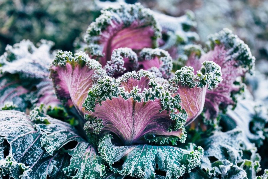 Декоративная цветная капуста