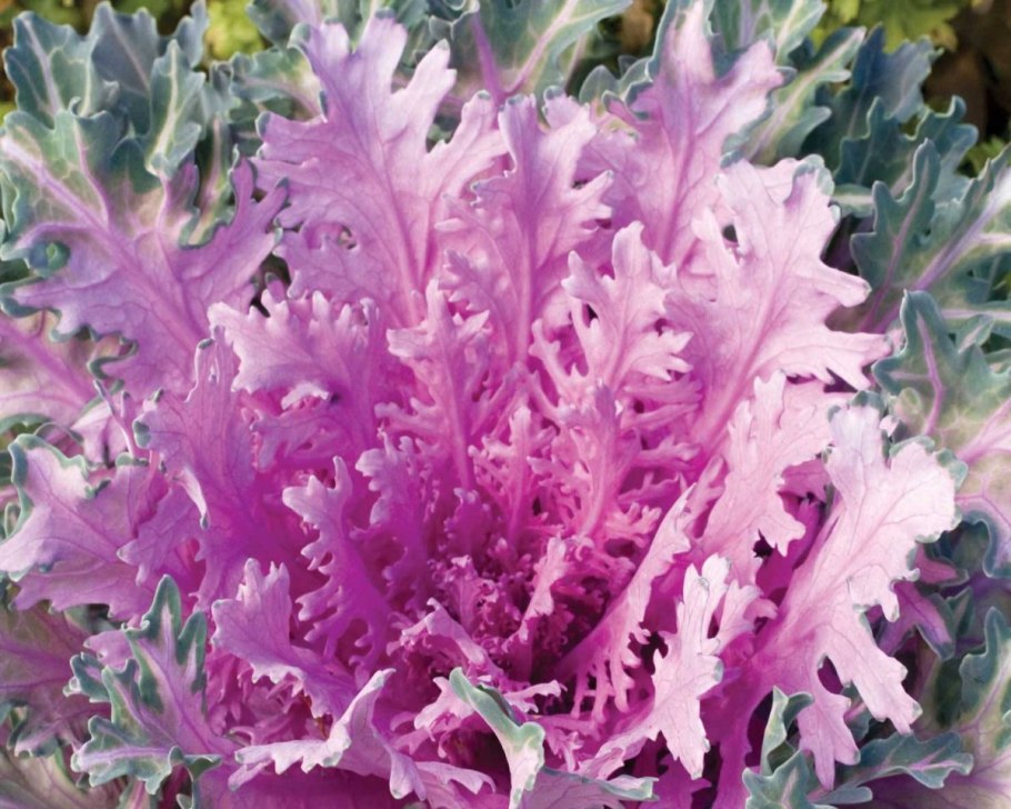 Капуста декоративная Нагойя микс