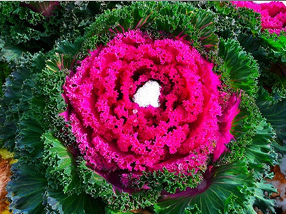 Капуста декоративная Северная роза