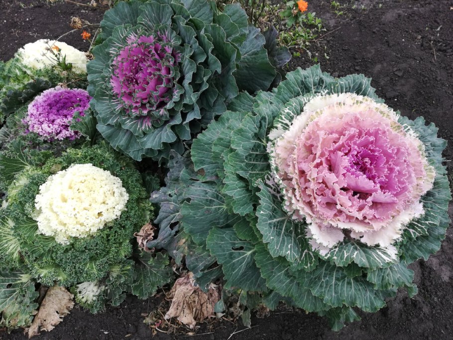 Капуста цв.Сицилия пурпурная