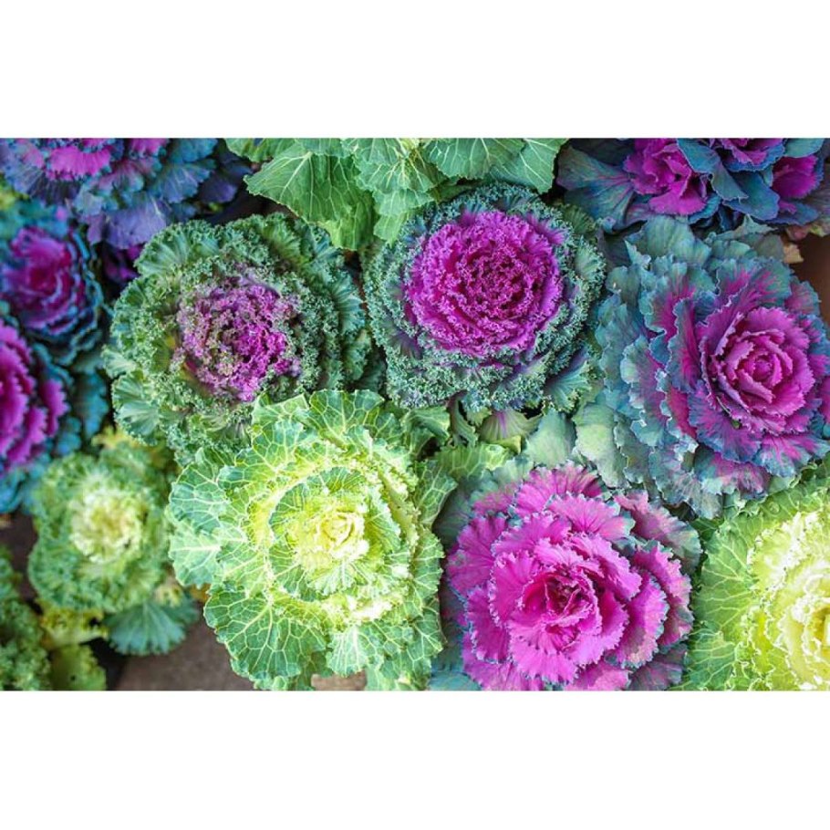 Декоративная капуста сорт Пальмира