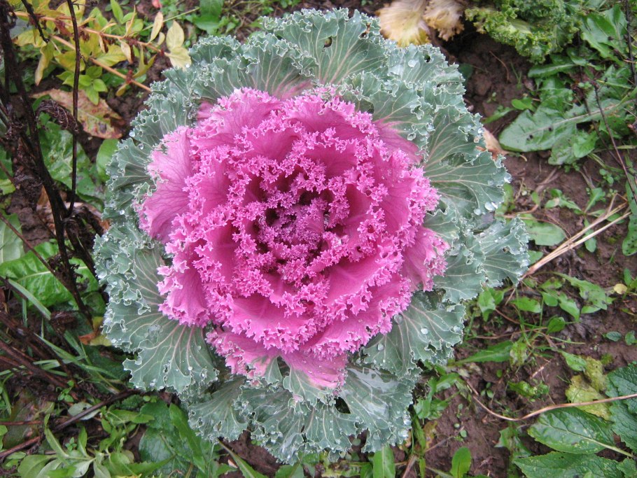 Декоративная капуста Крейн Пинк