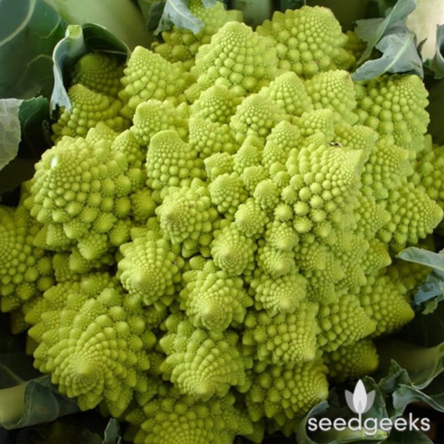 Капуста декоративная Осака Пинк