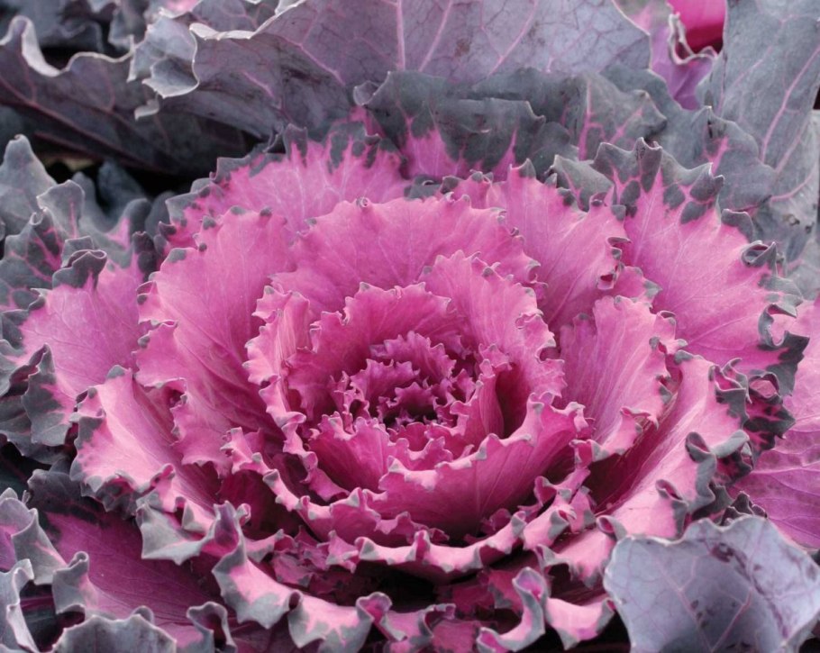 Декоративная капуста Осака Red