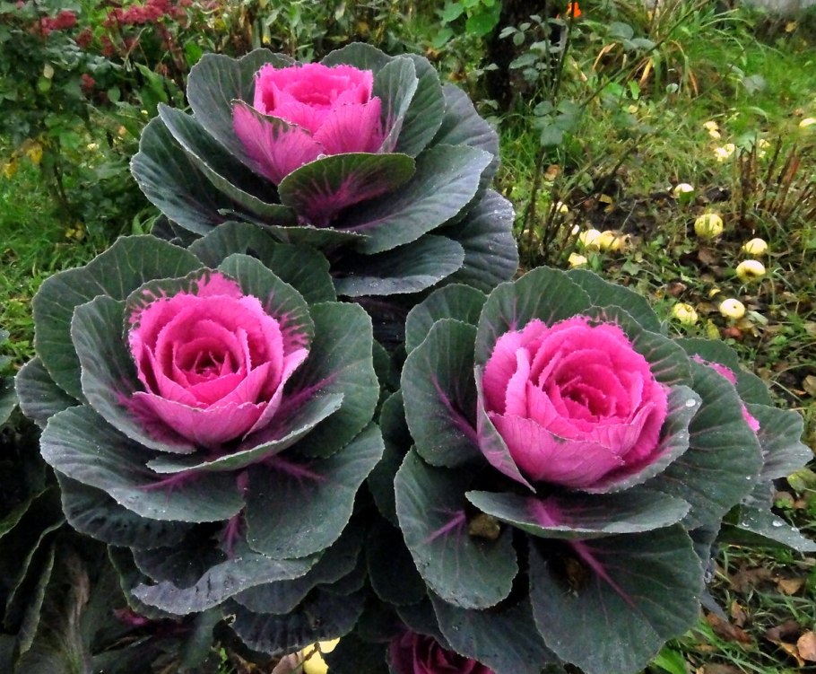 Капуста декоративная розовая цапля f1