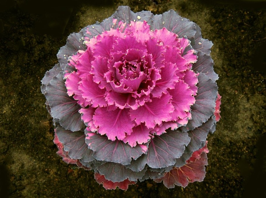 Капуста декоративная Брассика Санрайз