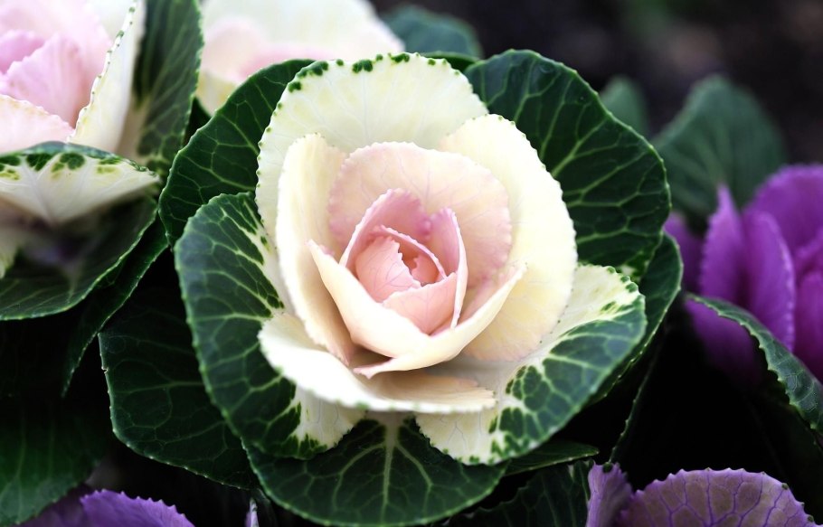 Брассика Санрайз