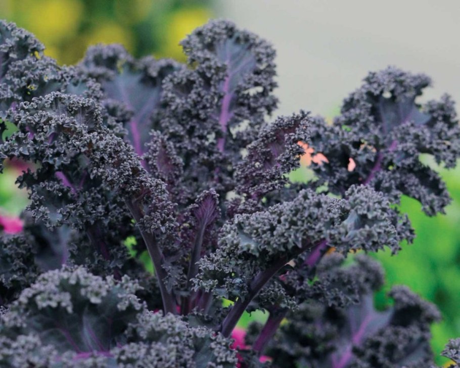 Сорт «Кай и Герда»