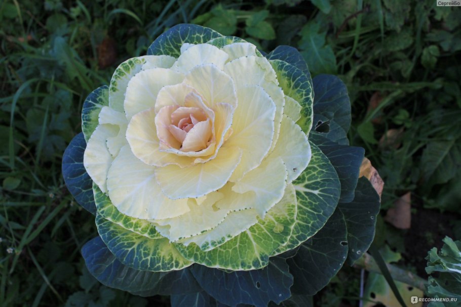 Капуста Brassica