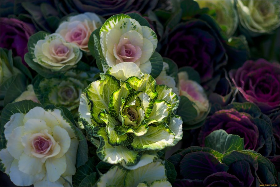 Брассика Крейн куин