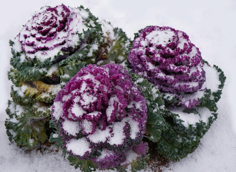 Капуста декоративная Вячеславна