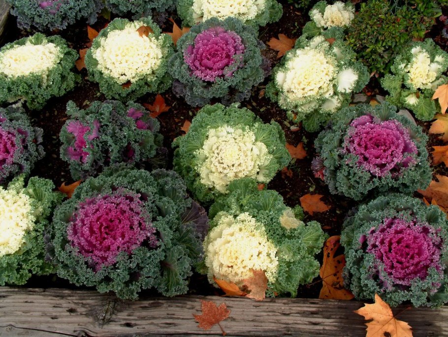 Декоративная капуста Пиглон