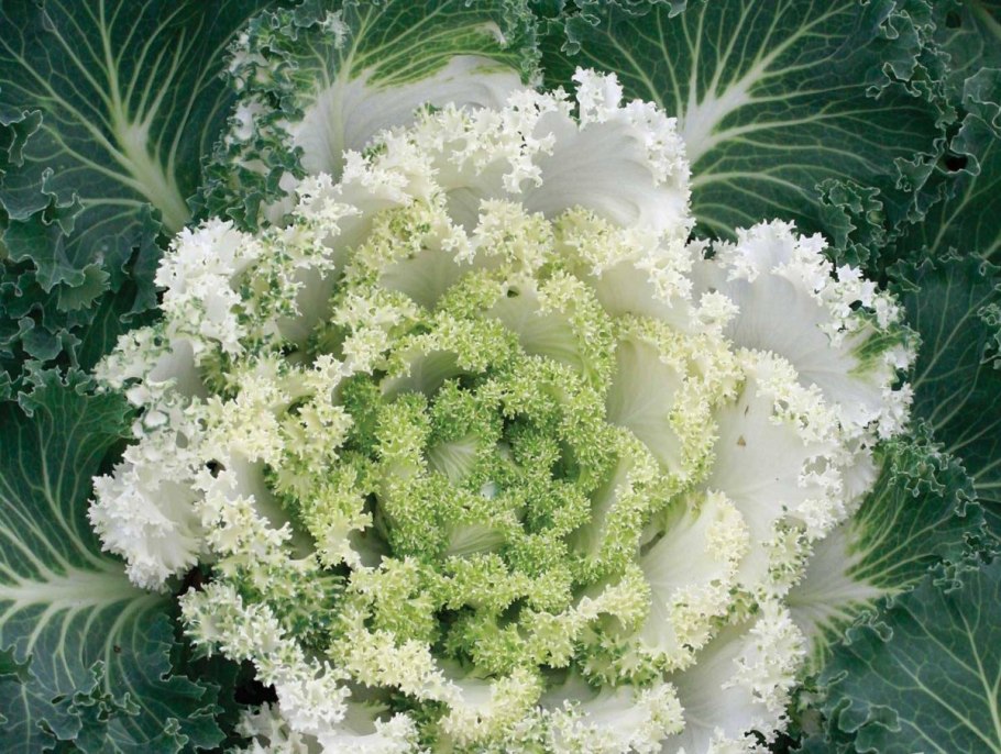 Капуста декоративная Нагойя белая